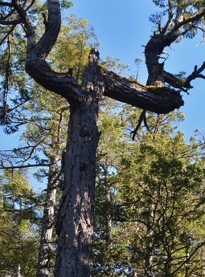 tree trunk